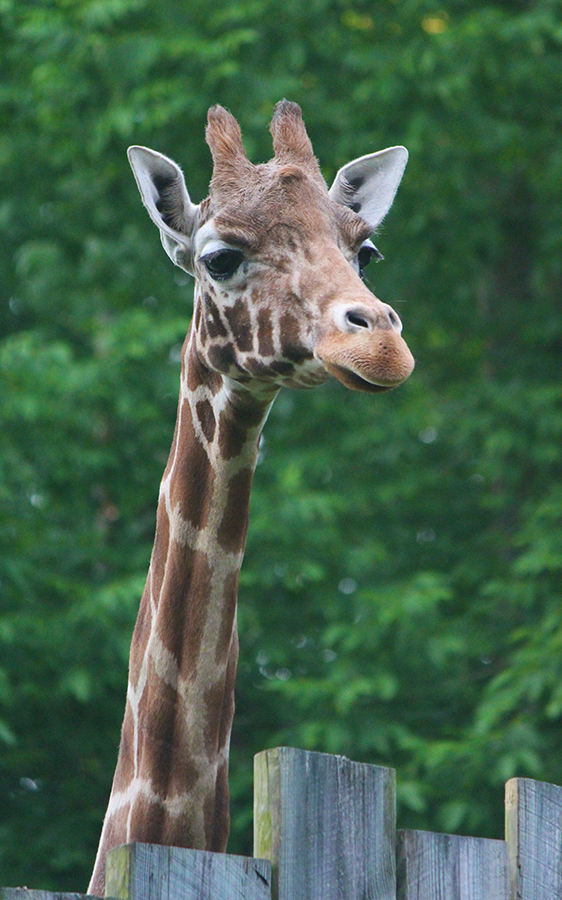 giraffe resized