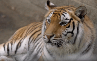 International Tiger Day is July 29
