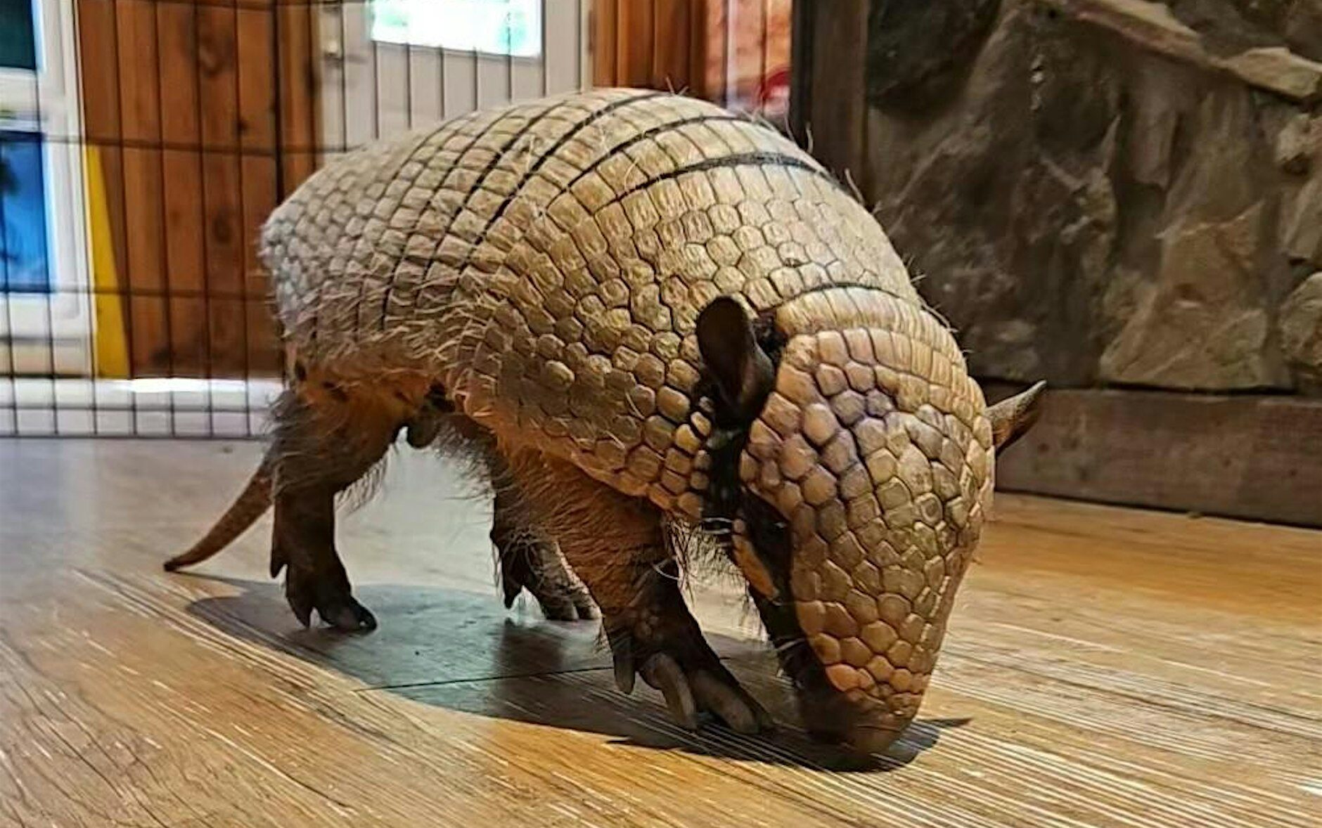 amazing adaptations