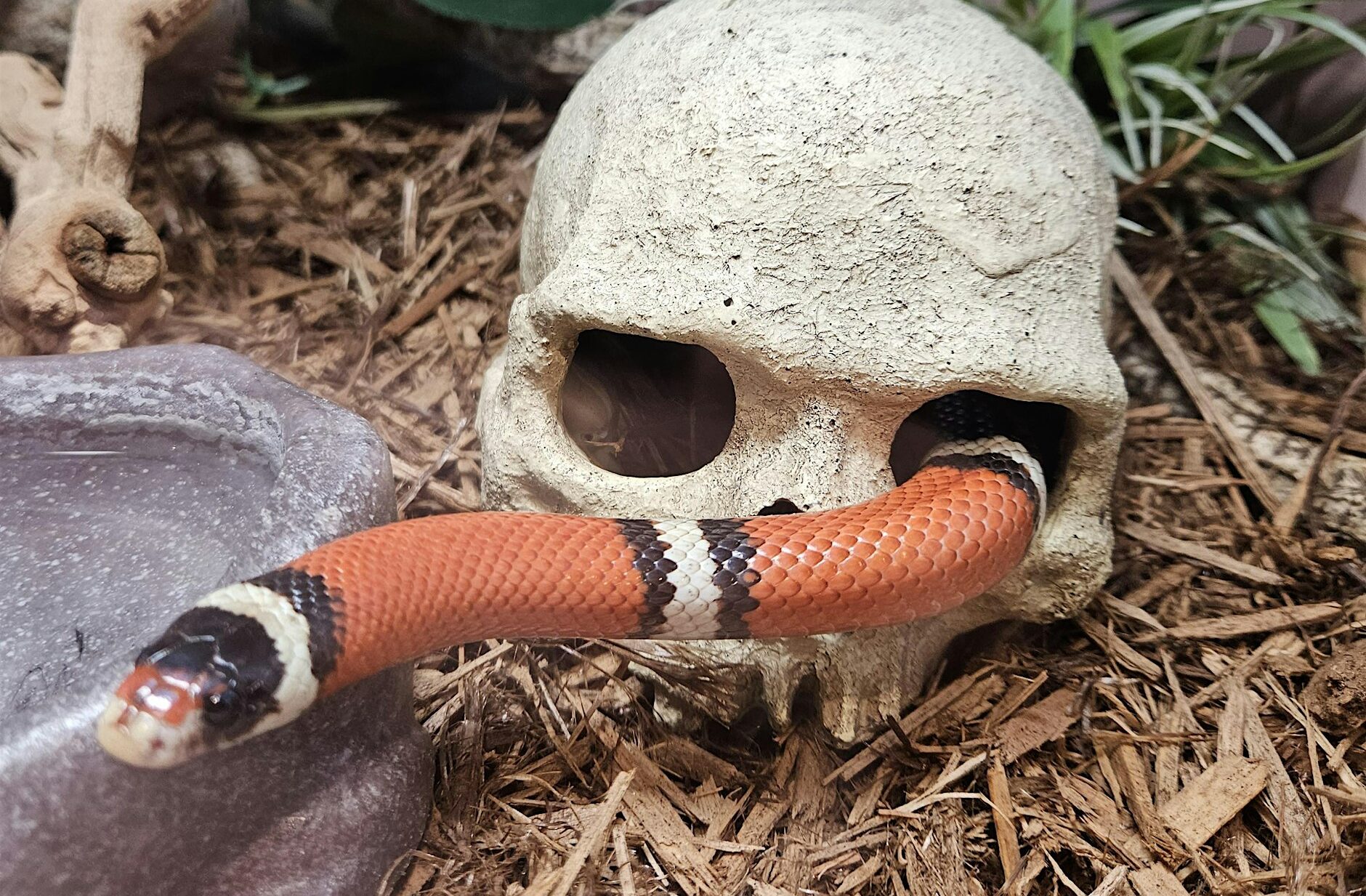 animal myths