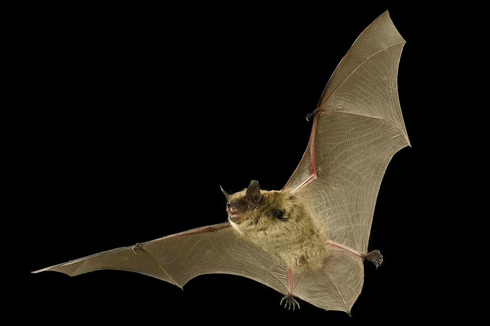 bats