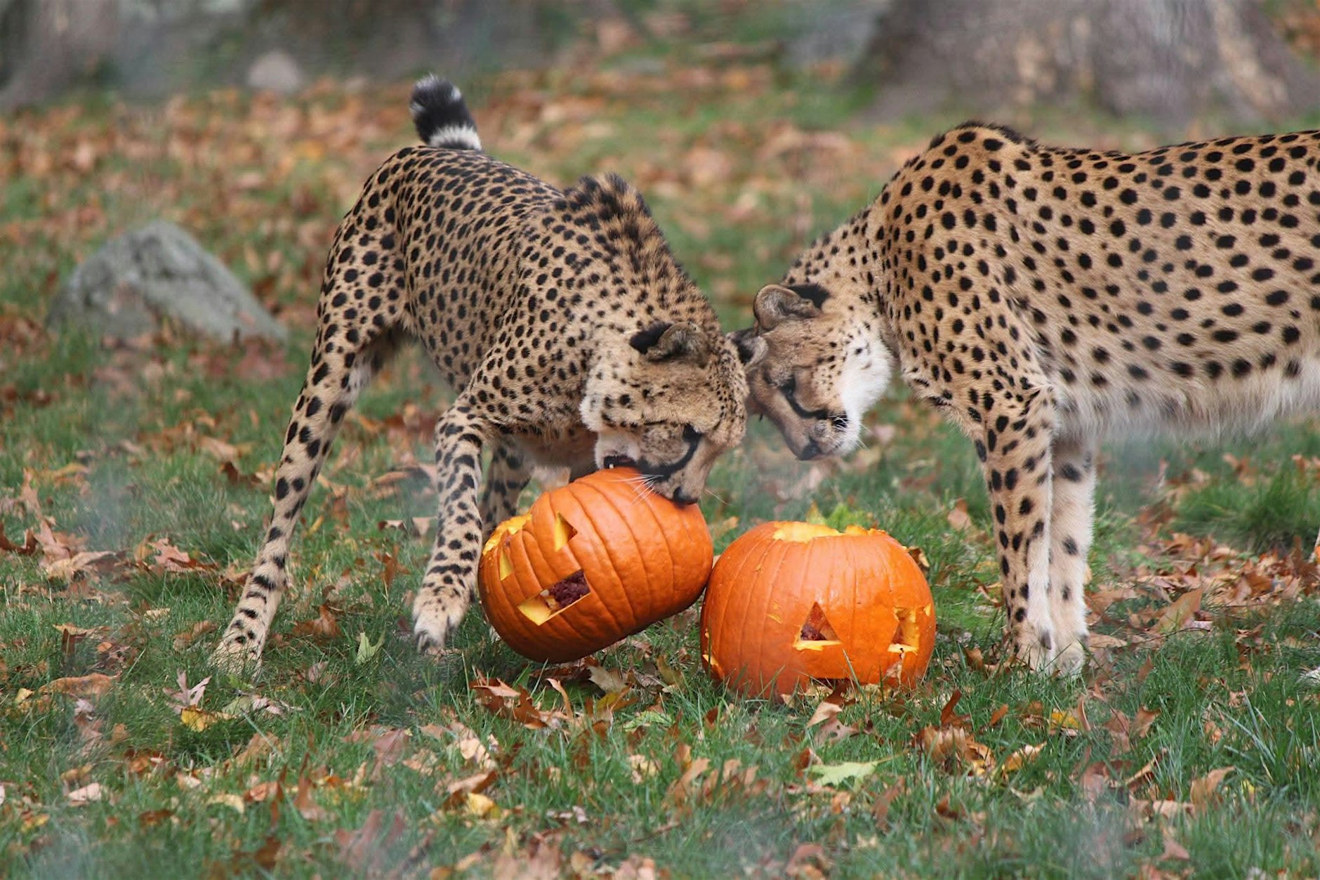 cheetah pumpkins