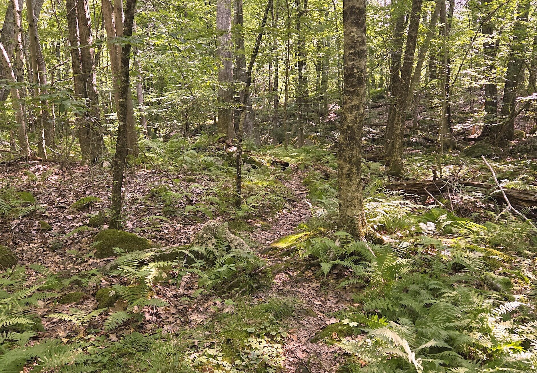 mendon town forest 2