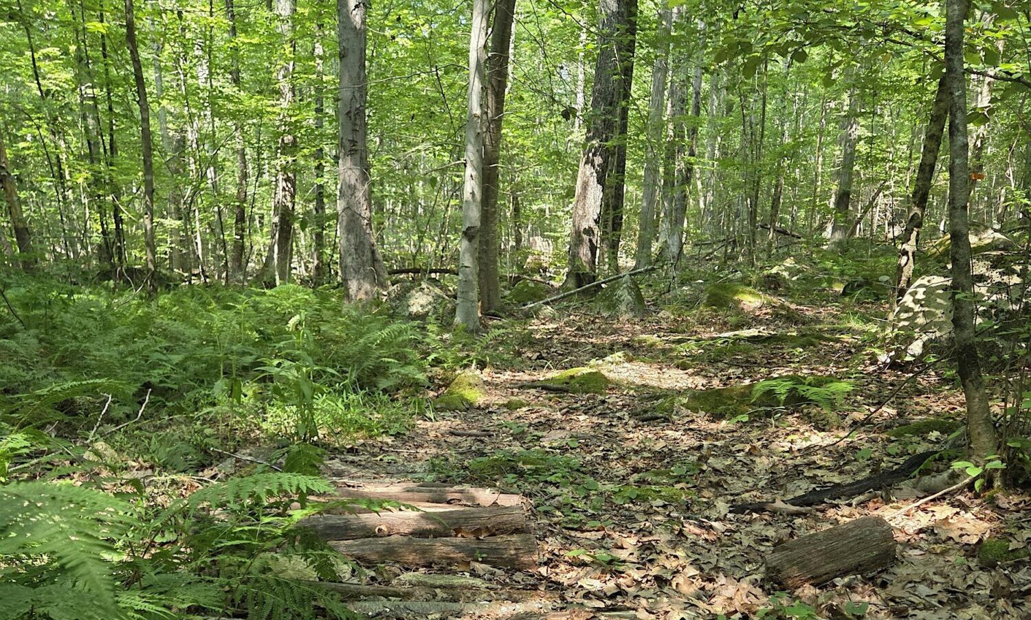 mendon town forest