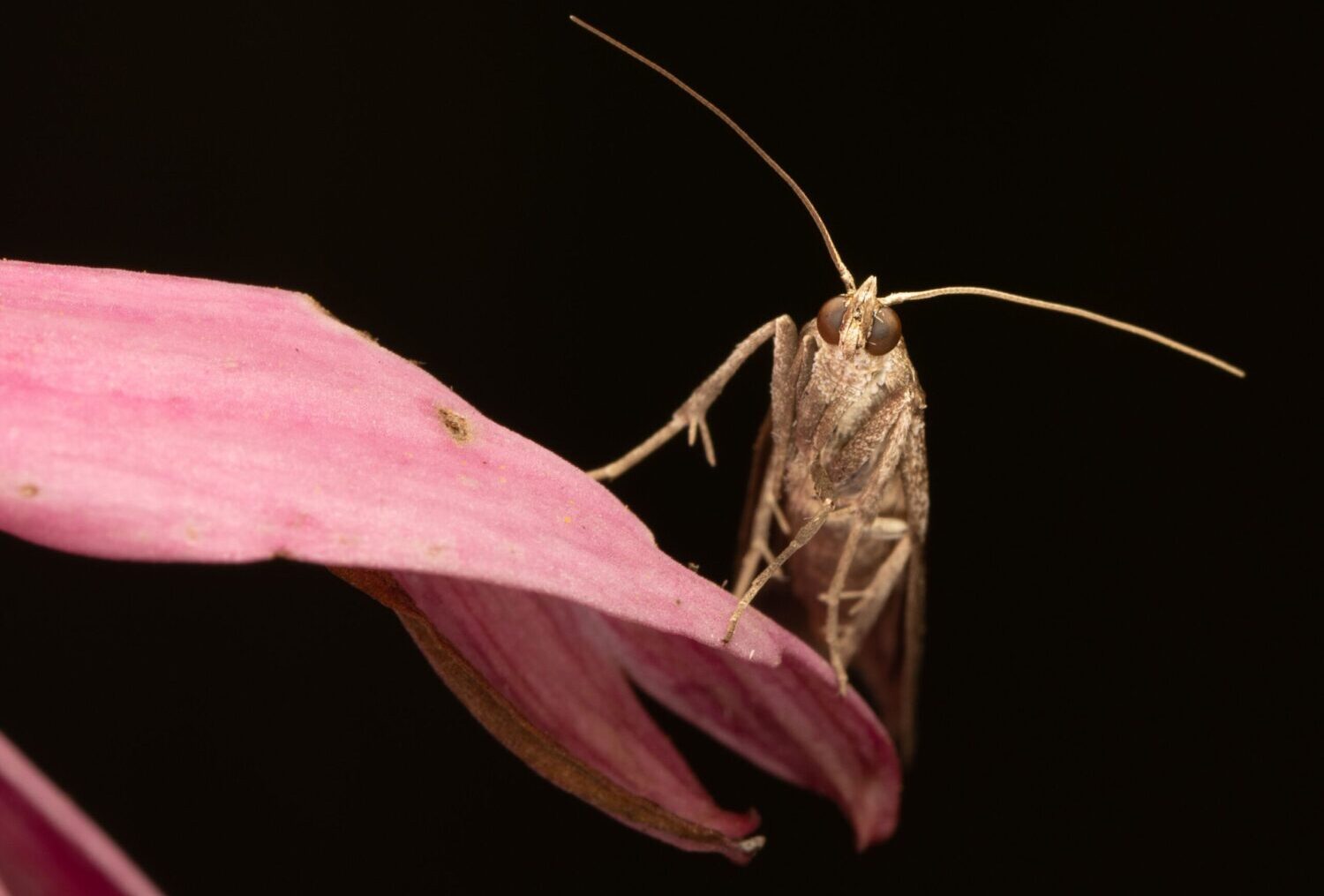 pexels-skyler-ewing-266953-12993977