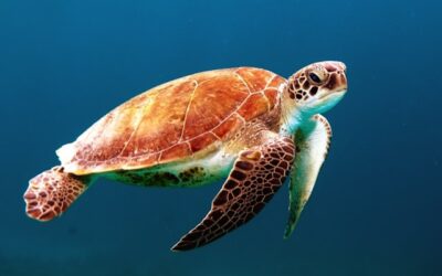 World Turtle Day is May 23